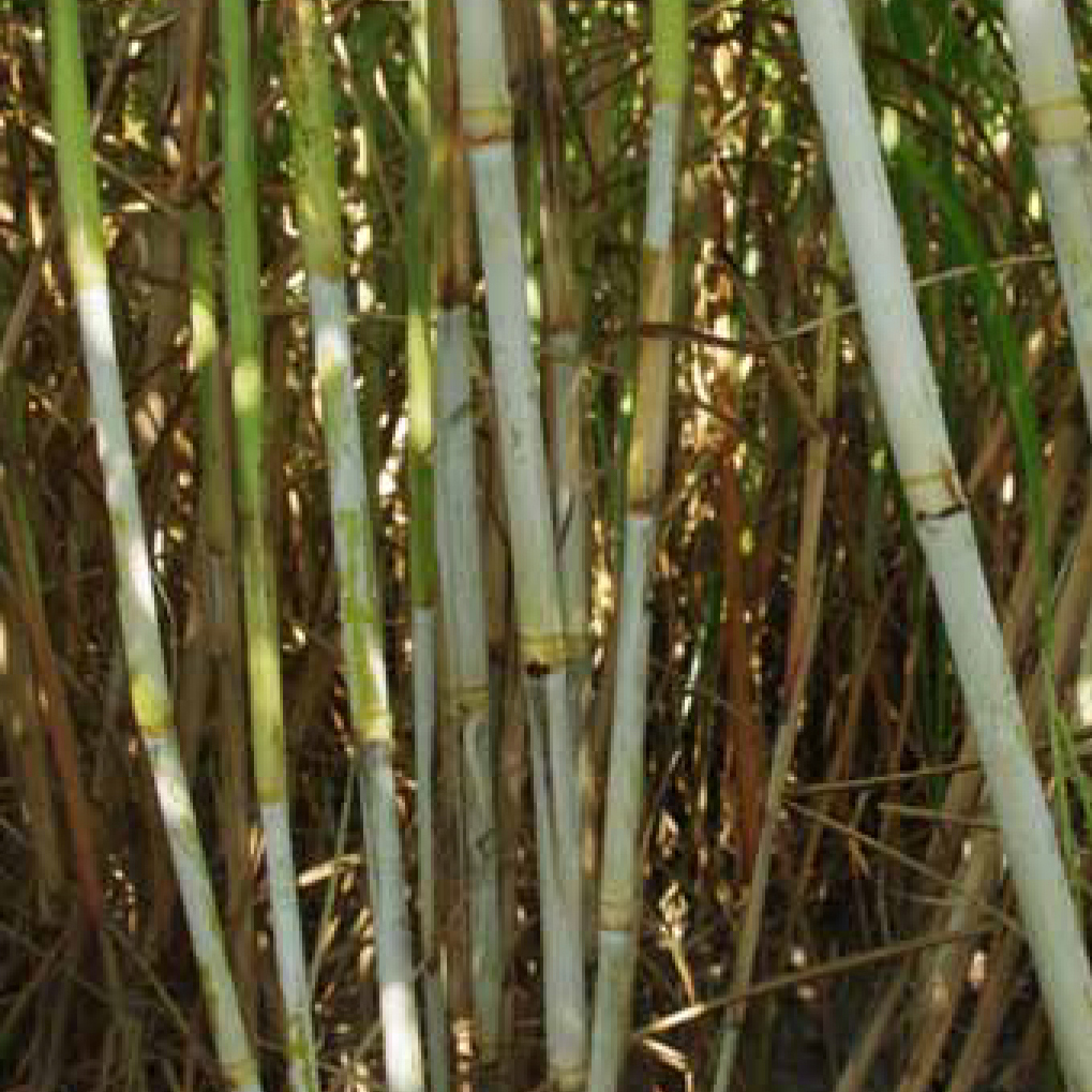 Stalk wax – Moderate to high amount of wax.
